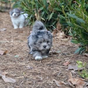 Meet your Posher, Micha